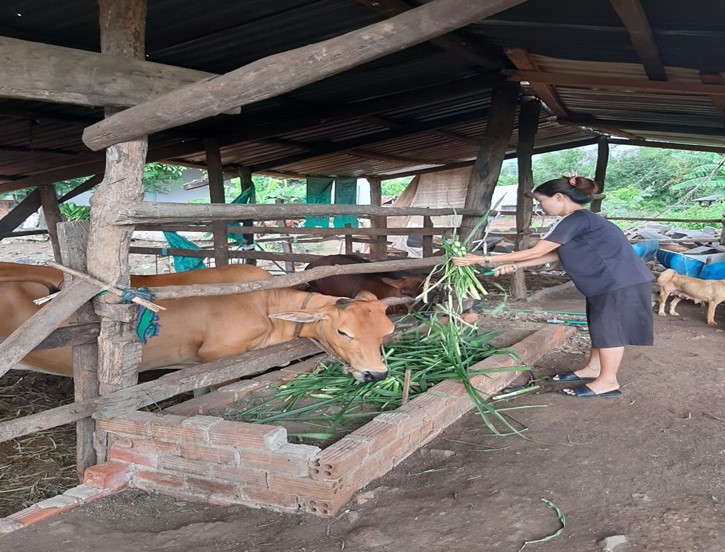 Hội Nông dân thị trấn Ea Pốk  thực hiện hiệu quả tín dụng chính sách ưu đãi